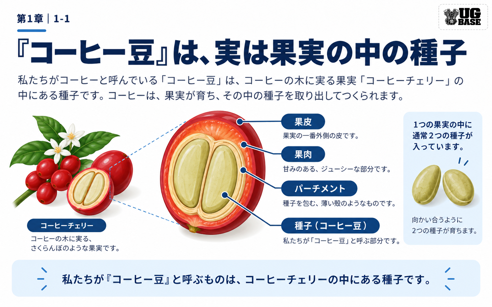 コーヒーチェリーの断面と果皮、果肉、パーチメント、種子の位置を示した図解
