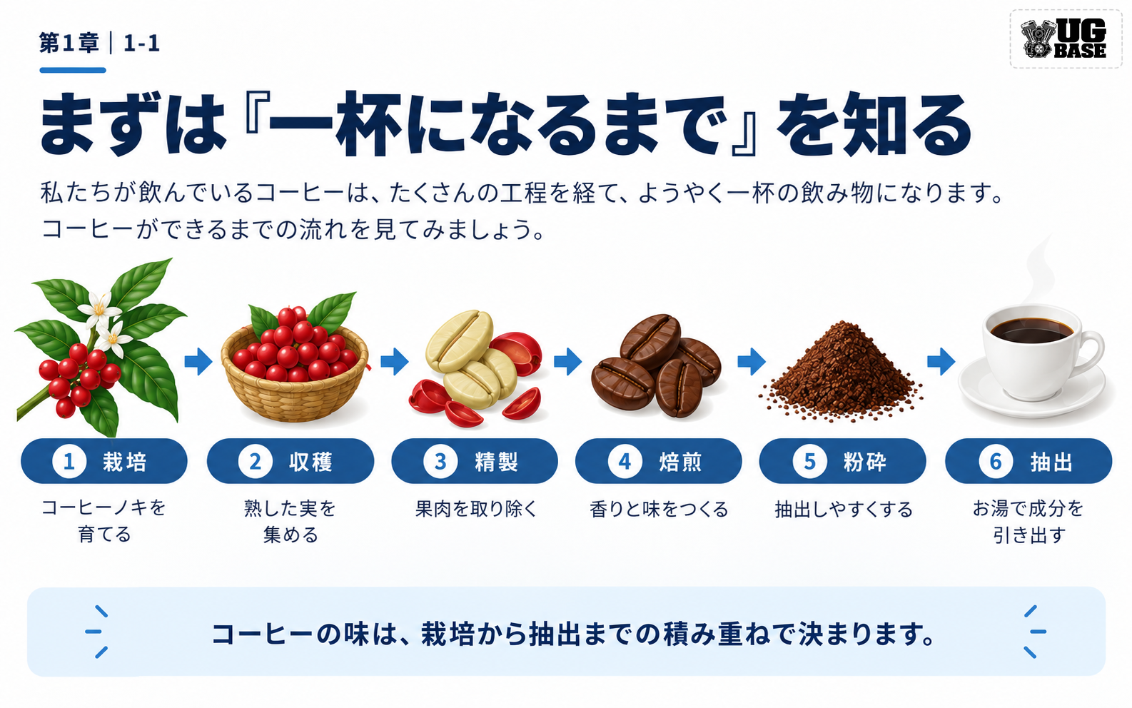 栽培、収穫、精製、焙煎、粉砕、抽出の6工程でコーヒーが一杯になるまでを示した図解