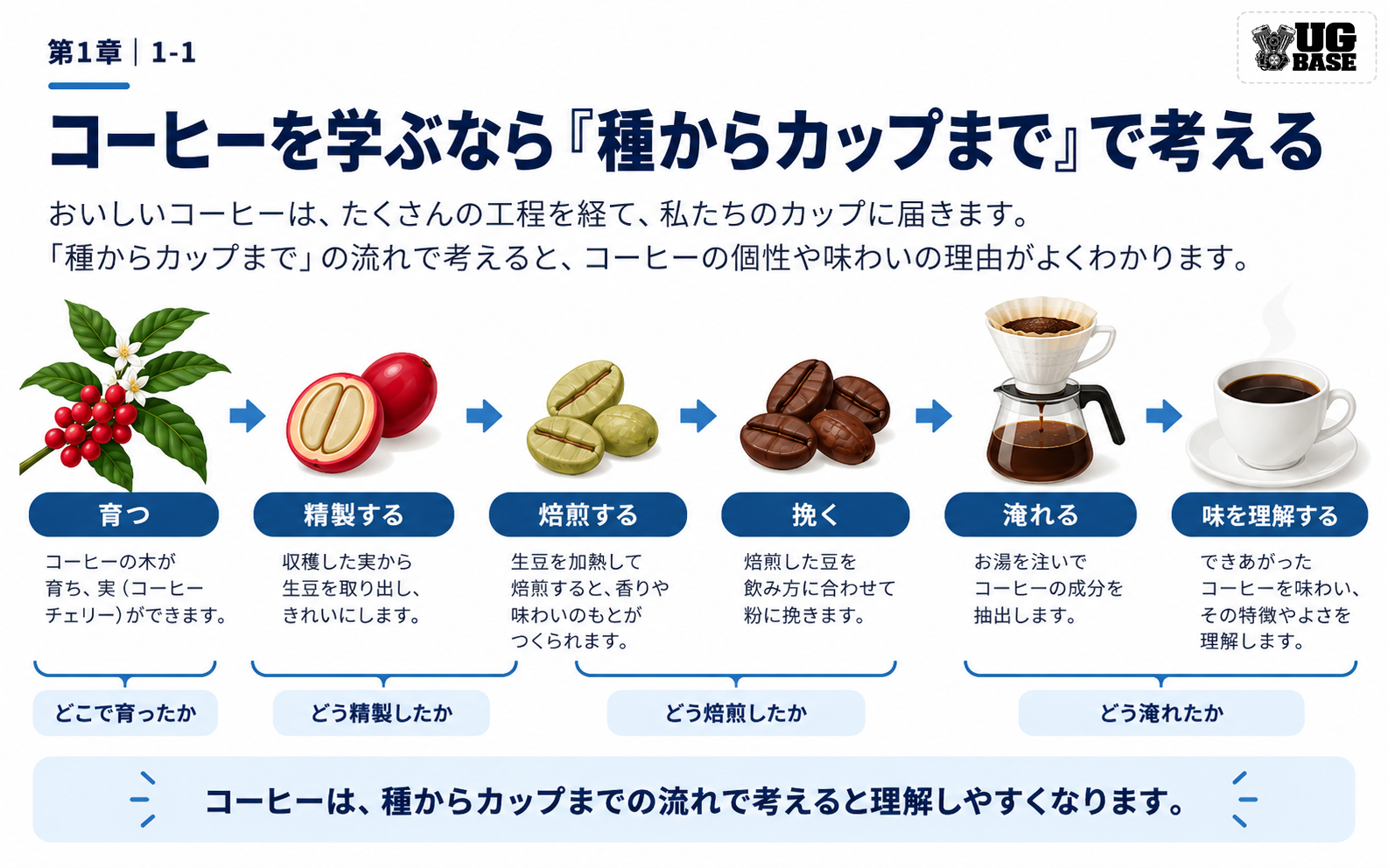 コーヒーが育つ、精製、焙煎、挽く、淹れる、味を理解するまでの流れを示した図解
