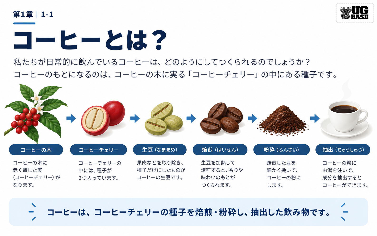 コーヒーチェリーの種子が生豆、焙煎豆、粉、抽出を経て一杯のコーヒーになる流れを示した図解